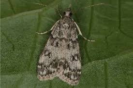 Attēlu rezultāti vaicājumam “Eudonia lacustrata”