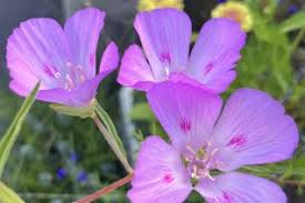 Attēlu rezultāti vaicājumam “Onagraceae”