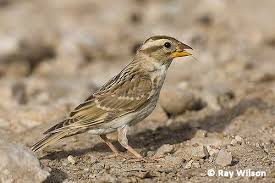 Image result for Petronia petronia