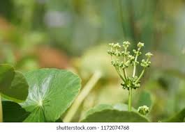 Attēlu rezultāti vaicājumam “Hydrocotyle vulgaris flower”