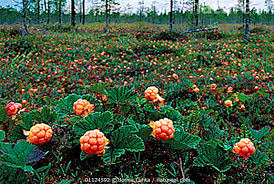 Attēlu rezultāti vaicājumam “Rubus chamaemorus”