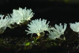 Attēlu rezultāti vaicājumam “Comatricha fragilis stalked”