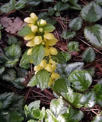 Attēlu rezultāti vaicājumam “Lamiastrum galeobdolon flower”