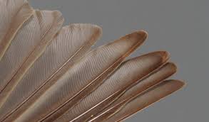 Attēlu rezultāti vaicājumam “Anthus trivialis adult”