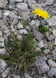 Attēlu rezultāti vaicājumam “Leontodon hispidus fruit”