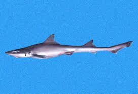 Image result for Mustelus canis