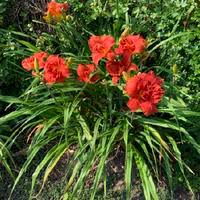 Image result for Hemerocallis `Moses Fire`