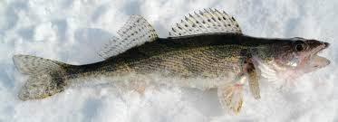 Image result for Sander canadensis