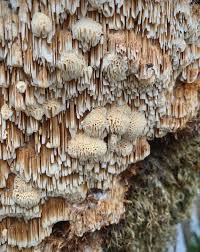 Attēlu rezultāti vaicājumam “Pycnoporellus alboluteus”