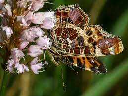 Attēlu rezultāti vaicājumam “Araschnia levana upperside”