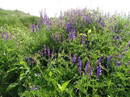 Attēlu rezultāti vaicājumam “Vicia tenuifolia”