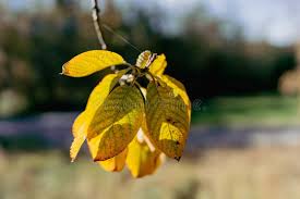 Attēlu rezultāti vaicājumam “Salix caprea leaf”