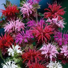 Image result for Monarda didyma