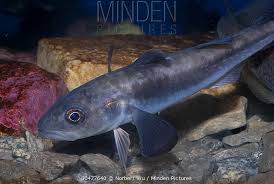 Image result for Boreogadus saida