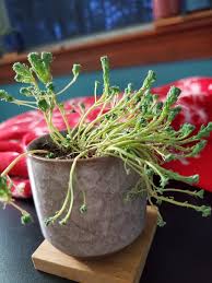 Attēlu rezultāti vaicājumam “Sedum pallidum”