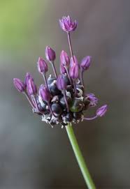 Attēlu rezultāti vaicājumam “Allium scorodoprasum bud”