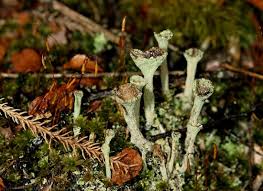 Attēlu rezultāti vaicājumam “Cladonia fimbriata”