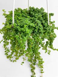 Attēlu rezultāti vaicājumam “Depressaria olerella”