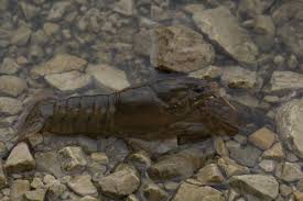 Attēlu rezultāti vaicājumam “Astacus leptodactylus”