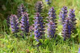Attēlu rezultāti vaicājumam “Ajuga pyramidalis leaf”