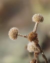 Attēlu rezultāti vaicājumam “Phleogena faginea young”