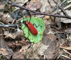 Attēlu rezultāti vaicājumam “Fuligo licentii”