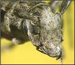 Attēlu rezultāti vaicājumam “Cerambycidae”