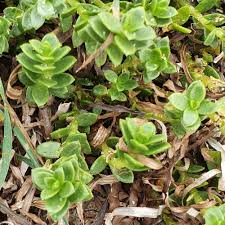 Attēlu rezultāti vaicājumam “Honckenya peploides”