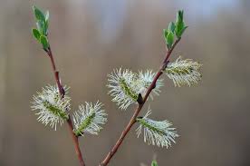 Attēlu rezultāti vaicājumam “Salix myrsinifolia”