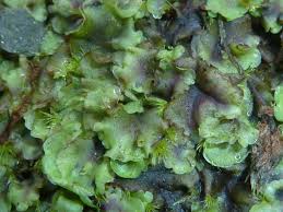 Attēlu rezultāti vaicājumam “Pellia neesiana”