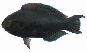 Image result for Scarus niger