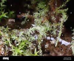 Attēlu rezultāti vaicājumam “Pohlia wahlenbergii macro”