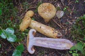 Attēlu rezultāti vaicājumam “Lactarius repraesentaneus”