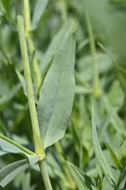 Attēlu rezultāti vaicājumam “Gypsophila paniculata leaf”