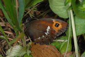Attēlu rezultāti vaicājumam “Erebia ligea”