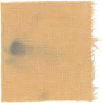 Attēlu rezultāti vaicājumam “Pycnoporellus alboluteus”