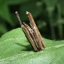 Attēlu rezultāti vaicājumam “Psyche casta”