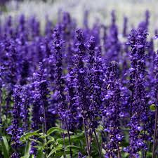 Image result for Salvia splendens