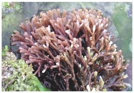 Attēlu rezultāti vaicājumam “Comatricha fragilis”