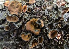 Attēlu rezultāti vaicājumam “Pleurosticta acetabulum”