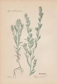 Attēlu rezultāti vaicājumam “Filago arvensis”