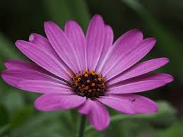 Image result for Dimorphotheca pluvialis