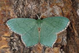 Attēlu rezultāti vaicājumam “Hemithea aestivaria”