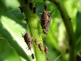 Attēlu rezultāti vaicājumam “Uroleucon cirsii”