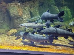 Image result for Mylopharyngodon piceus