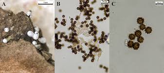 Attēlu rezultāti vaicājumam “Physarum bitectum”