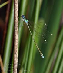 Attēlu rezultāti vaicājumam “Nehalennia speciosa”