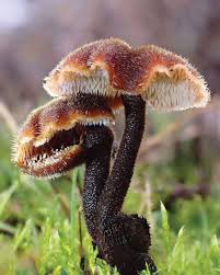 Attēlu rezultāti vaicājumam “Auriscalpium vulgare”