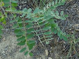 Attēlu rezultāti vaicājumam “Robinia neomexicana”