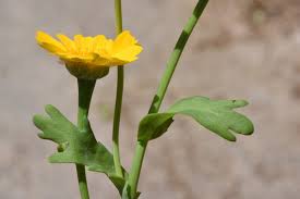 Image result for Chrysanthemum segetum